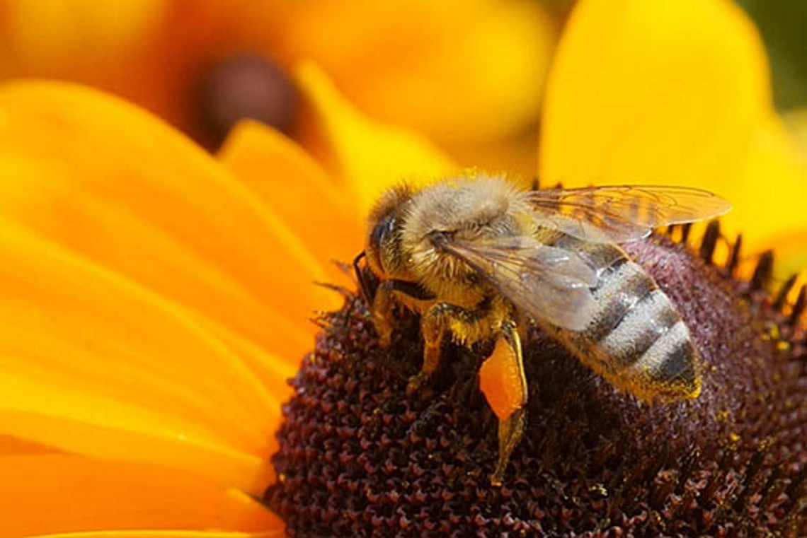 【營養醫學】揭開「蜂」中珍寶面紗，蜂皇漿大解密